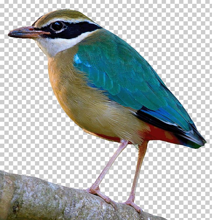 Bird Migration Logo PNG, Clipart, Animals, Beak, Bird, Bird Migration, Computer Icons Free PNG Download