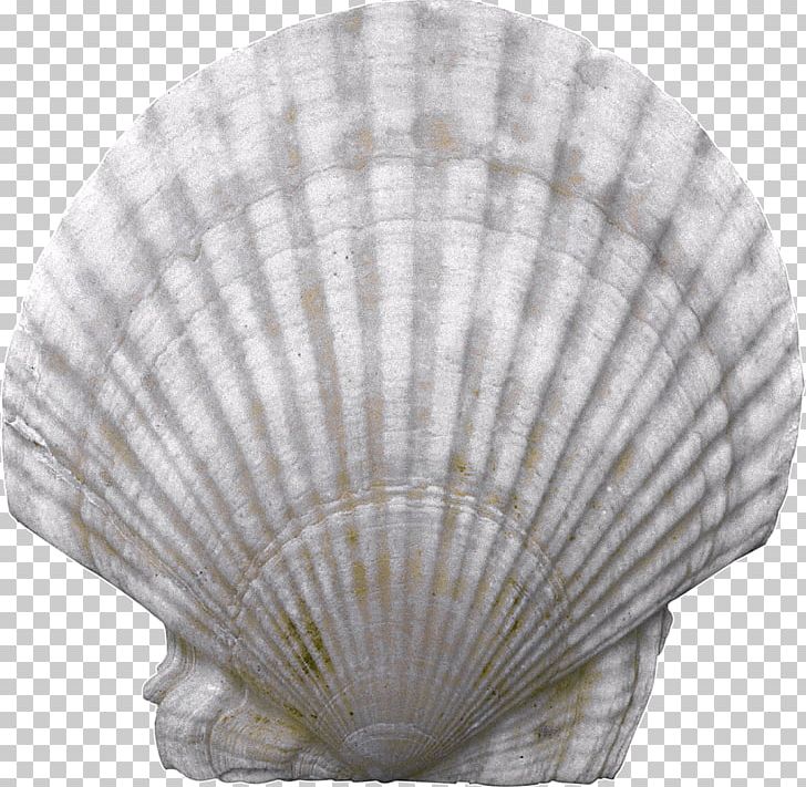 Seashell PNG, Clipart, Animals, Arunachal University Of Studies, Clam, Clams Oysters Mussels And Scallops, Cockle Free PNG Download