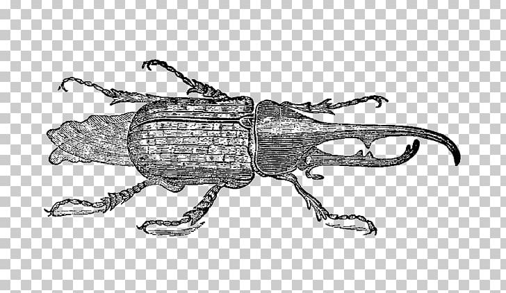 Weevil Beetle Vintage Drawing Goliathus PNG, Clipart, Animals, Arthropod, Artwork, Beetle, Black And White Free PNG Download