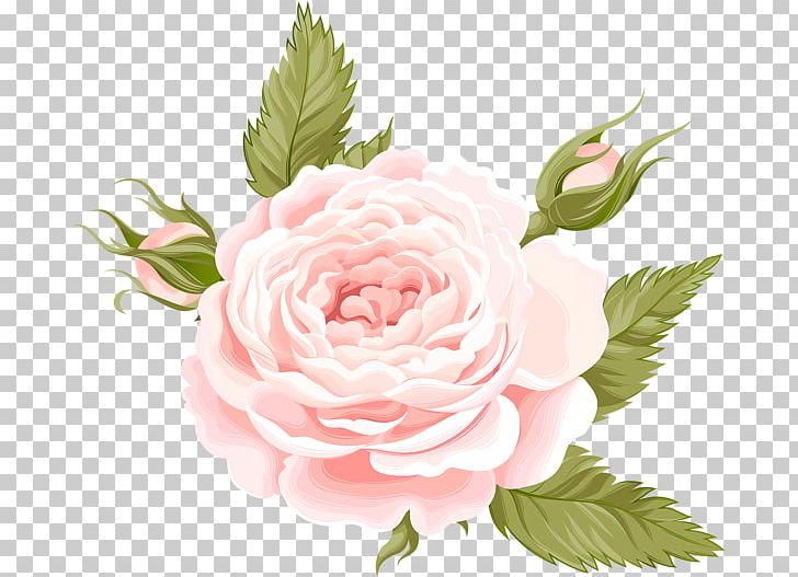 Centifolia Roses Garden Roses Flower PNG, Clipart, Centifolia Roses, Cut Flowers, Deco, Floral Design, Floribunda Free PNG Download