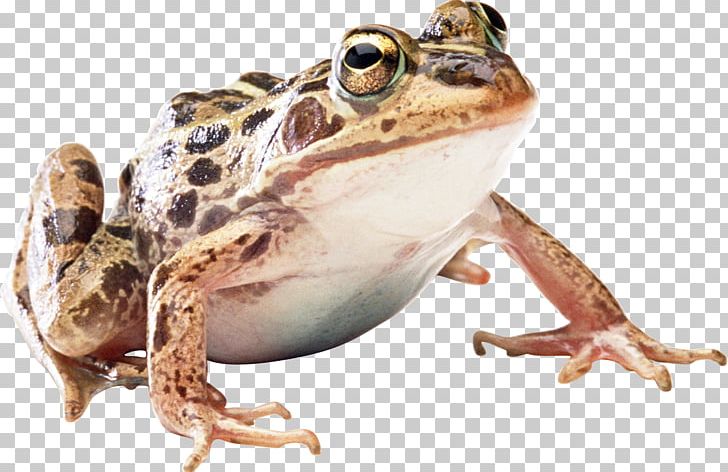 Frog Icon PNG, Clipart, Amphibian, Animals, Computer Icons, Fauna, Free Free PNG Download