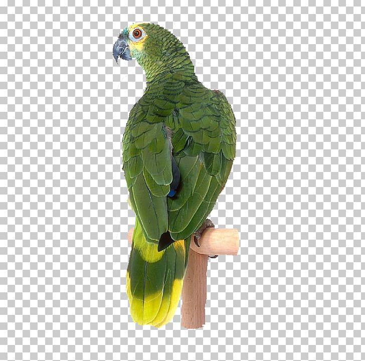 Lovebird Cockatoo Parakeet Raster Graphics PNG, Clipart, Animal, Animals, Background Green, Beak, Bird Free PNG Download