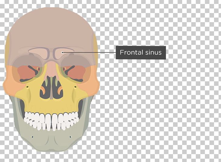 Zygomatic Process Of Maxilla Zygomatic Bone Zygomatic Process Of Maxilla PNG, Clipart, Anatomy, Bone, Face, Facial Skeleton, Fantasy Free PNG Download