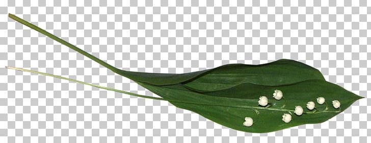 Lily Of The Valley Author Photography LiveInternet Yandex PNG, Clipart, Author, Leaf, Life, Lilium, Lily Of The Valley Free PNG Download