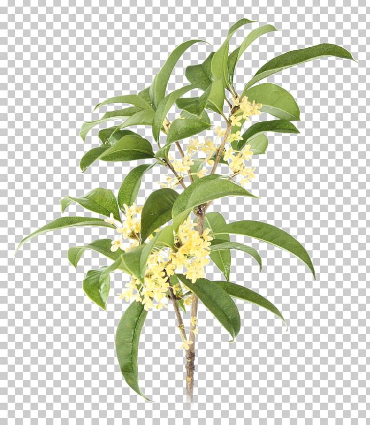 Sweet Osmanthus Plant Surajbala Exports Pvt. Ltd. PNG, Clipart, Branch, Cut Flowers, Devilwood, Facial, Flower Free PNG Download