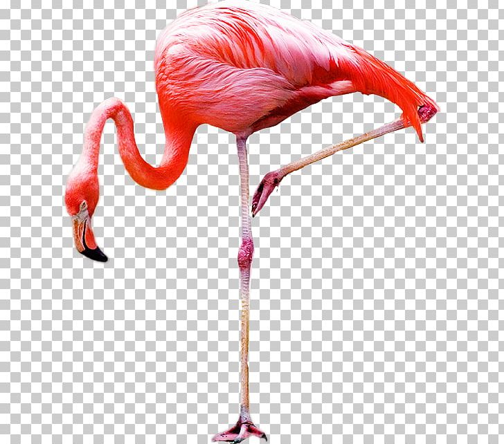 Bird Greater Flamingo PNG, Clipart, Animals, Beak, Bird, Drawing, Flamingo Free PNG Download