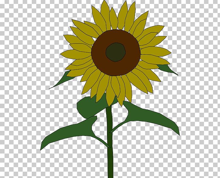 Common Sunflower Free Content Public Domain PNG, Clipart, Alpha Kappa Alpha Clipart, Blog, Common Sunflower, Daisy Family, Desktop Wallpaper Free PNG Download