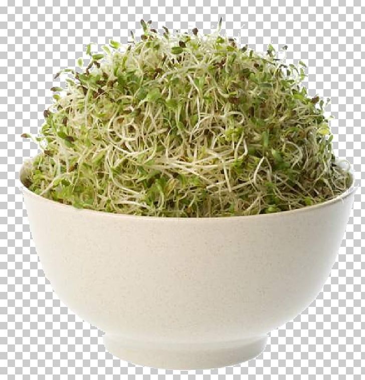 Organic Food Alfalfa Seed Sprouting PNG, Clipart, Alfalfa, Alfalfa Sprouts, Bean Sprouts, Biluochun, Clover Free PNG Download