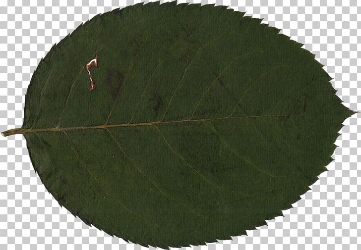 Plant Leaf Tree PNG, Clipart, Food Drinks, Grass, Leaf, Plant, Tree Free PNG Download