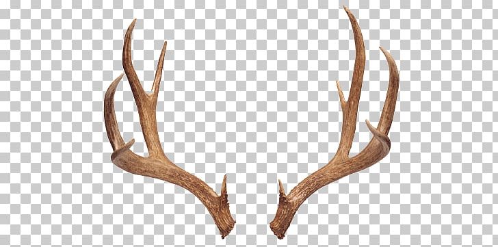 Reindeer Antler Moose White-tailed Deer PNG, Clipart, Animals, Antler, Antlers, Avatan, Avatan Plus Free PNG Download