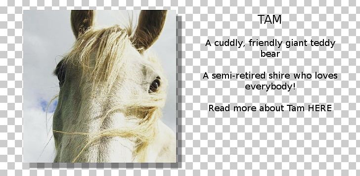 Shire Horse Mane My Name Is Tam Horse Tack Hereford Cattle PNG, Clipart, Animal, Brand, Cattle, Ear, Farm Free PNG Download