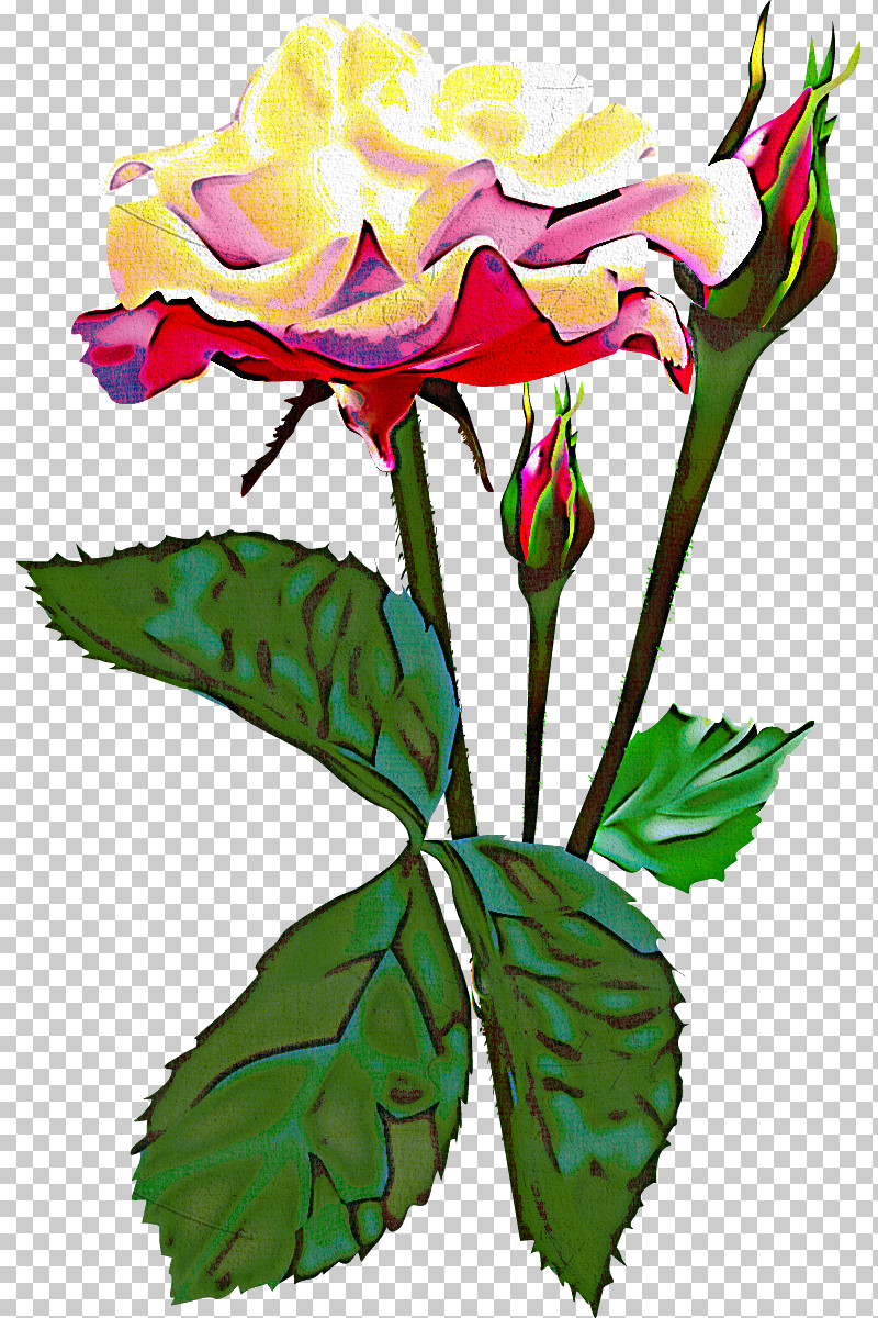 Two Flowers Two Roses Valentines Day PNG, Clipart, Cut Flowers, Flower, Garden Roses, Pedicel, Petal Free PNG Download