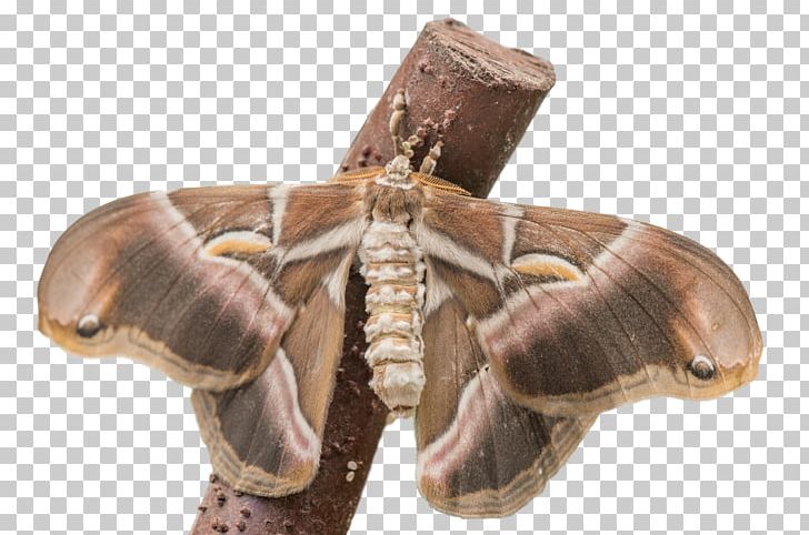 Butterfly Insect Moth Pollinator Invertebrate PNG, Clipart, Arthropod, Butterflies And Moths, Butterfly, Insect, Insects Free PNG Download