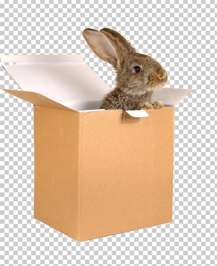 Domestic Rabbit European Rabbit Paper Hare PNG, Clipart, Animal, Animals, Box, Boxes, Boxing Free PNG Download