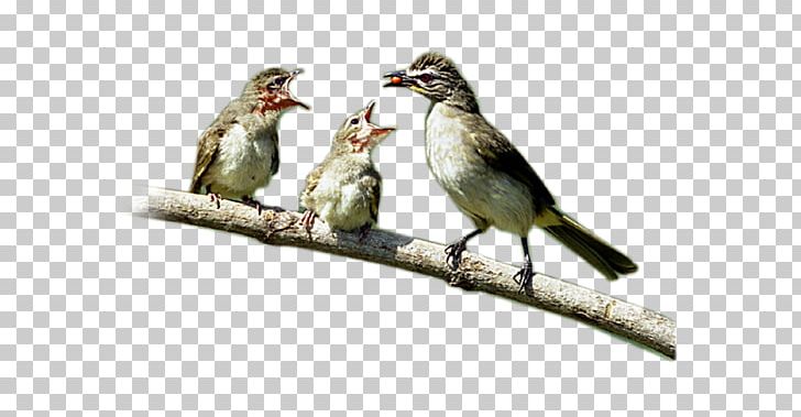 Finch House Sparrow Bird American Sparrows PNG, Clipart, American Sparrows, Animal, Animals, Beak, Bird Free PNG Download
