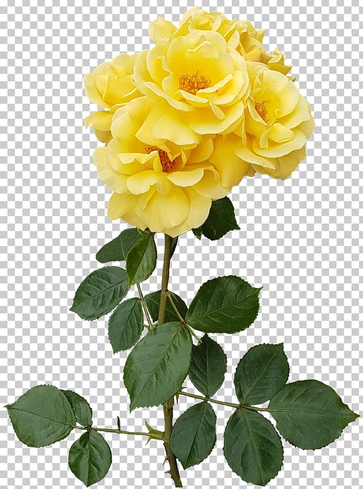 Garden Roses Flower Centifolia Roses Floristry PNG, Clipart, Centifolia Roses, Clipart, Cut Flowers, Floribunda, Floristry Free PNG Download
