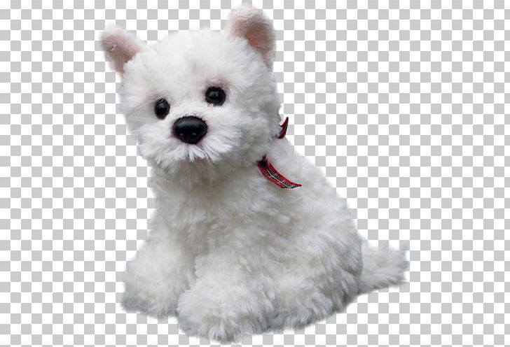 Maltese Dog West Highland White Terrier Puppy Dog Breed Border Terrier PNG, Clipart, Animals, Bichon, Breed, Carnivoran, Companion Dog Free PNG Download