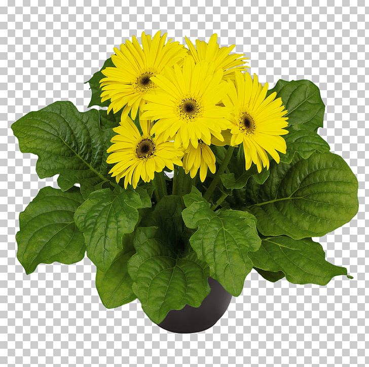 Transvaal Daisy Chrysanthemum Annual Plant Madagascar Periwinkle Nursery PNG, Clipart, Annual Plant, Catharanthus, Chrysanthemum, Chrysanths, Color Free PNG Download