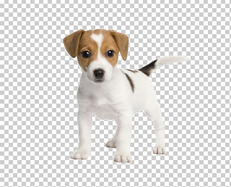 Dog Puppy Jack Russell Terrier Russell Terrier Companion Dog PNG, Clipart, Companion Dog, Dog, Jack Russell Terrier, Puppy, Russell Terrier Free PNG Download