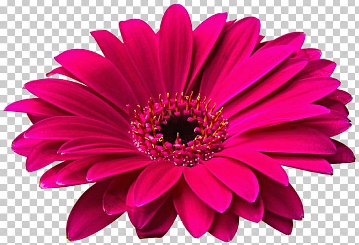 Common Daisy Transvaal Daisy Flower PNG, Clipart, Annual Plant, Aster, Chrysanthemum, Common Daisy, Cut Flowers Free PNG Download