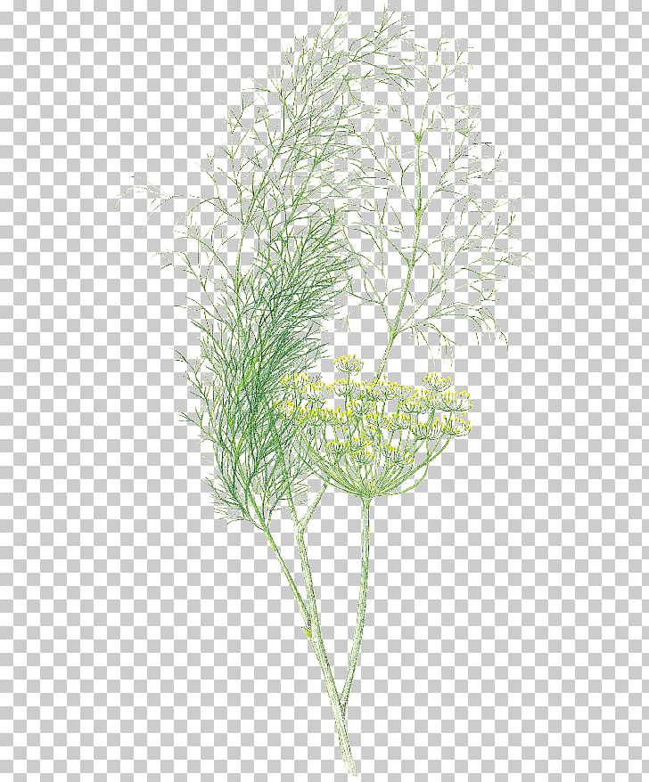 English Lavender Dill Herb Fennel Umbel PNG, Clipart, 15 Cm, Annual Plant, Branch, Common Rue, Dill Free PNG Download