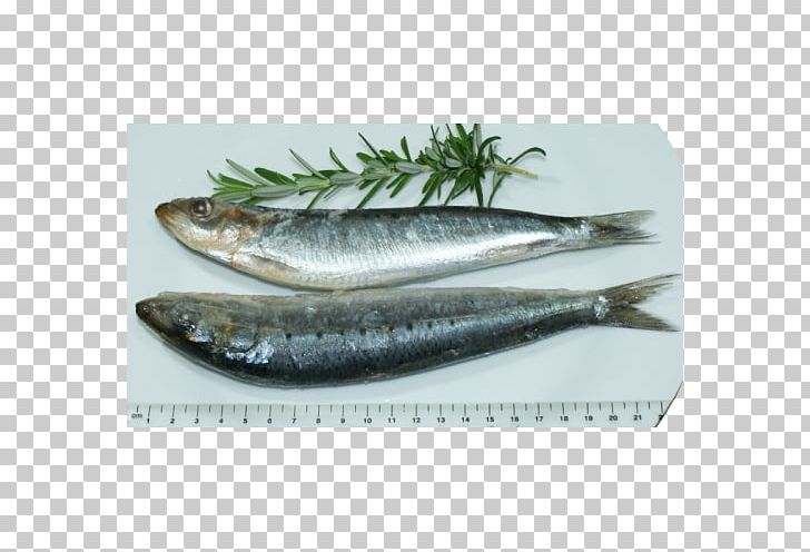 Sardine Pacific Saury Fish Products Capelin Mackerel PNG, Clipart, Anchovy, Anchovy Food, Animals, Animal Source Foods, Capelin Free PNG Download