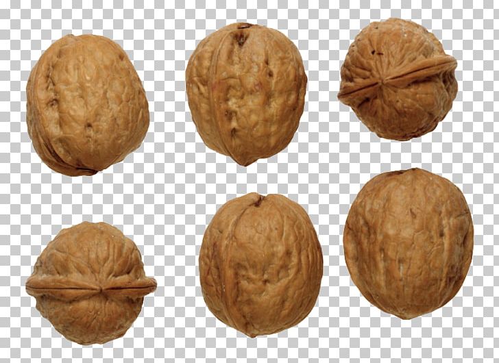English Walnut PNG, Clipart, Download, Dried, Dried Fruit, English Walnut, Food Free PNG Download