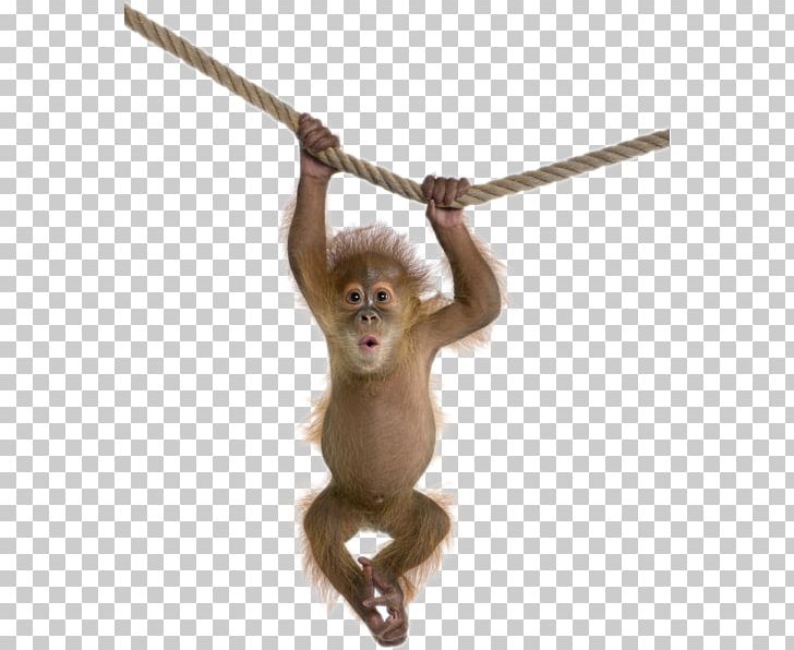 Orangutan Monkey Chimpanzee PNG, Clipart, Animals, Apng, Chimpanzee, Clip Art, Desktop Wallpaper Free PNG Download