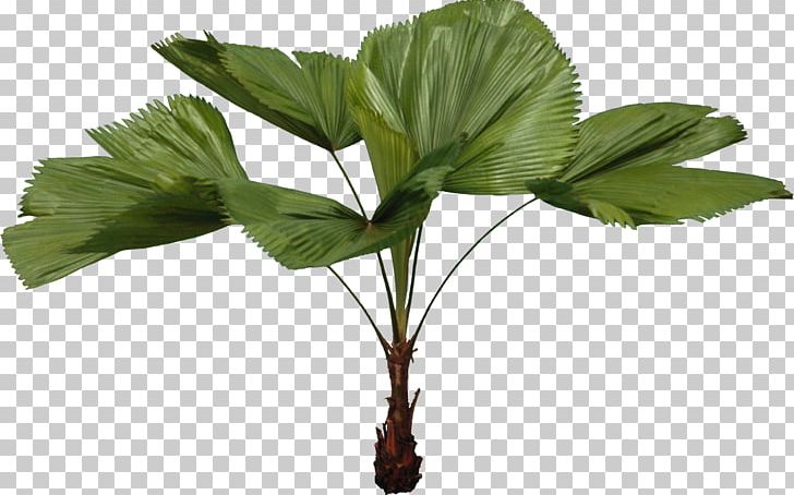 Tree Leaf Plant PNG, Clipart, Architecture, Arecaceae, Elevation, Landscape, Landscape Design Free PNG Download