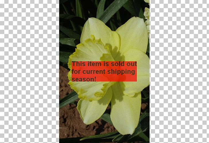 Tulip Saint Patrick's Day Clover Wild Daffodil Bulb PNG, Clipart,  Free PNG Download