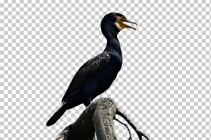 Bird Cormorant Beak Double Crested Cormorant Suliformes PNG, Clipart, Beak, Bird, Cormorant, Double Crested Cormorant, Seabird Free PNG Download