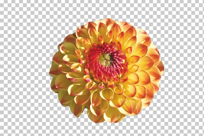 Dahlia Transvaal Daisy Cut Flowers Chrysanthemum Petal PNG, Clipart, Biology, Chrysanthemum, Cut Flowers, Dahlia, Flower Free PNG Download