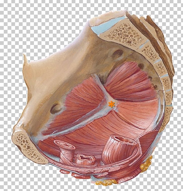 Pelvic Floor Pelvis Thoracic Diaphragm Perineum Anatomy PNG, Clipart, Anal Triangle, Artifact, Clams Oysters Mussels And Scallops, Conch, Frank H Netter Free PNG Download