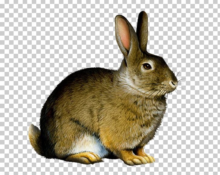Rabbit PNG, Clipart, Animal, Animals, Catoftheday, Catstagram, Clip Art Free PNG Download