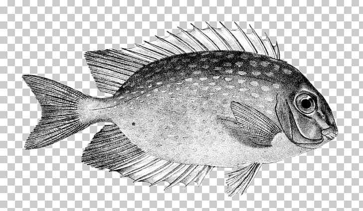 Tilapia Perch White Fish PNG, Clipart, Animals, Black And White, Fauna, Fish, Organism Free PNG Download