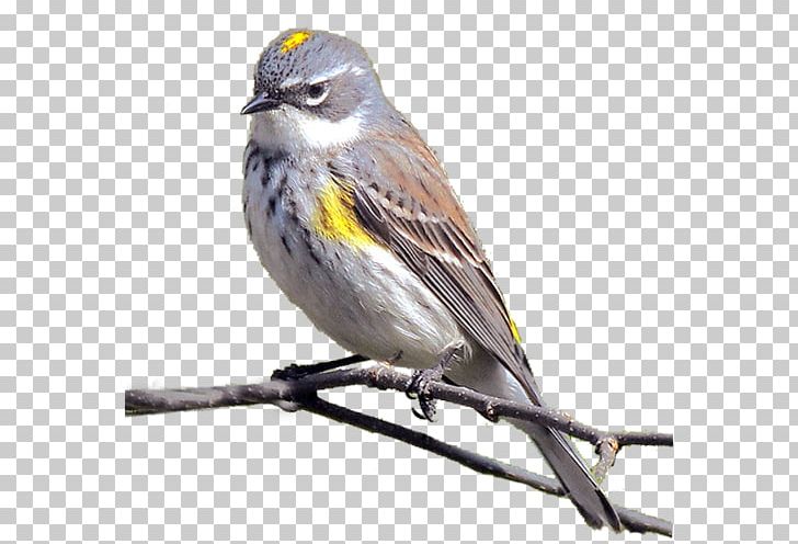 House Sparrow Bird Ortolan Bunting House Finch PNG, Clipart, Animals, Atlantic Canary, Beak, Branch, Bunting Free PNG Download