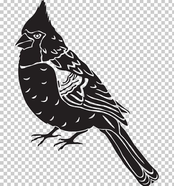 Photography Bird Sticker PNG, Clipart, Animals, Art, Art Animal, Banco De Imagens, Beak Free PNG Download