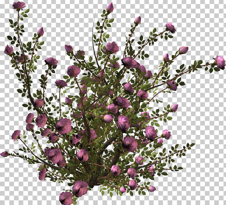 Pink Flowers Shrub PNG, Clipart, Blossom, Branch, Camellia, Cut Flowers, Encapsulated Postscript Free PNG Download