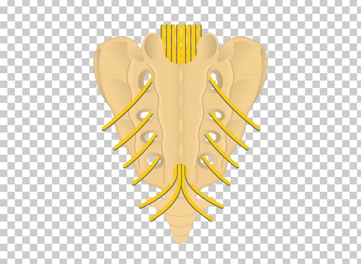 Sacrum Posterior Sacral Foramina Intervertebral Foramen Spinal Nerve Coccyx PNG, Clipart, Anatomy, Coccyx, Intervertebral Foramen, Joint, Ligament Free PNG Download