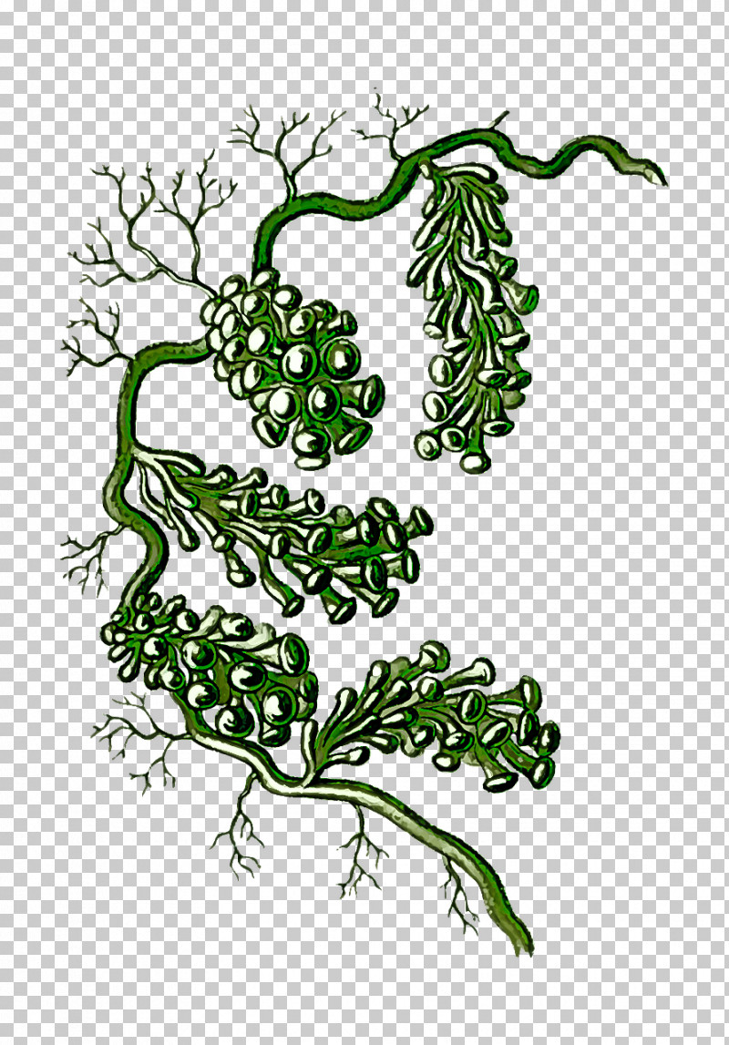 Plant Leaf Vegetable Vascular Plant Branch PNG, Clipart, Branch, Leaf, Leaf Vegetable, Plant, Plant Stem Free PNG Download
