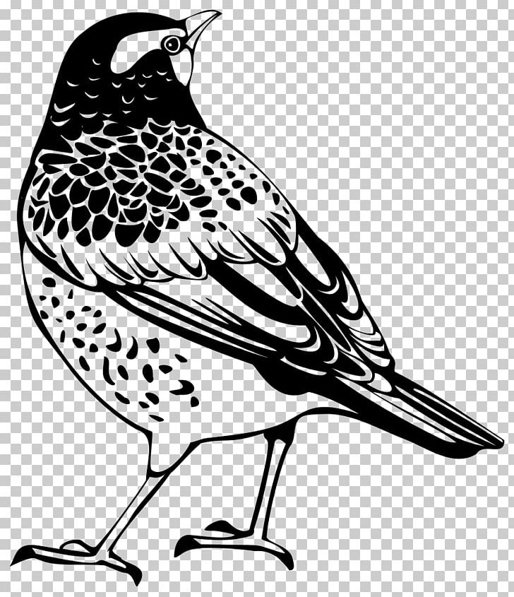 Bird Thrush PNG, Clipart, Animal, Animals, Art, Artwork, Beak Free PNG Download