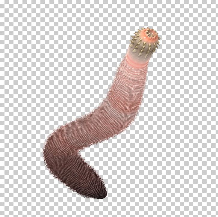 Burgess Shale Worm Ancalagon Priapulida Cambrian PNG, Clipart, Ancalagon, Animal, Burgess Shale, Cambrian, Cambrian Series 3 Free PNG Download
