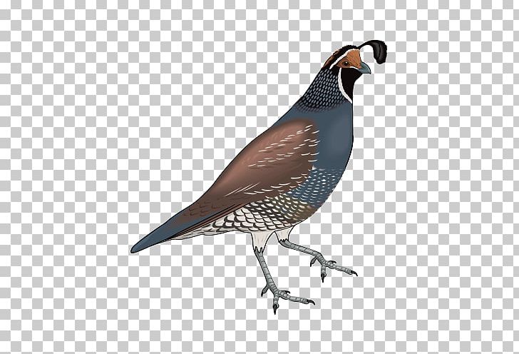 Common Quail California Quail Bird PNG, Clipart, Animation, Balloon Cartoon, Beak, Bird, Bird Cage Free PNG Download