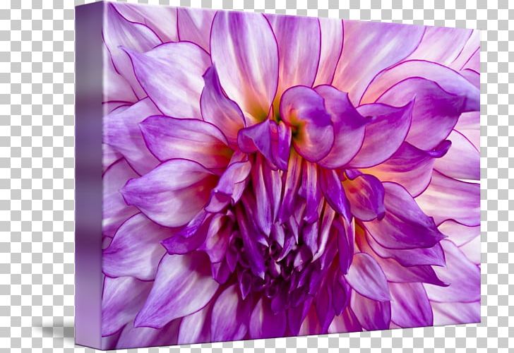 Dahlia Violet Floral Design Chrysanthemum PNG, Clipart, Chrysanthemum, Chrysanths, Dahlia, Daisy Family, Family Free PNG Download