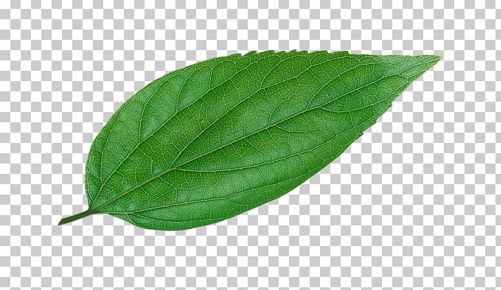 Passion Fruit Leaf Photography Guava PNG, Clipart, Bladnerv, Common Guava, Fruit, Green, Guava Free PNG Download