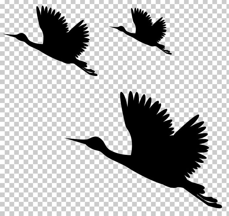 PicsArt Photo Studio Editing PNG, Clipart, Beak, Bird, Bird Silhouette, Black And White, Desktop Wallpaper Free PNG Download
