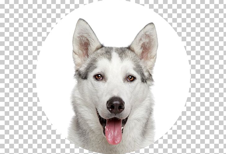 Siberian Husky Cat Puppy Pet PNG, Clipart, Animal, Carnivoran, Desktop Wallpaper, Dog Breed, Dog Breed Group Free PNG Download