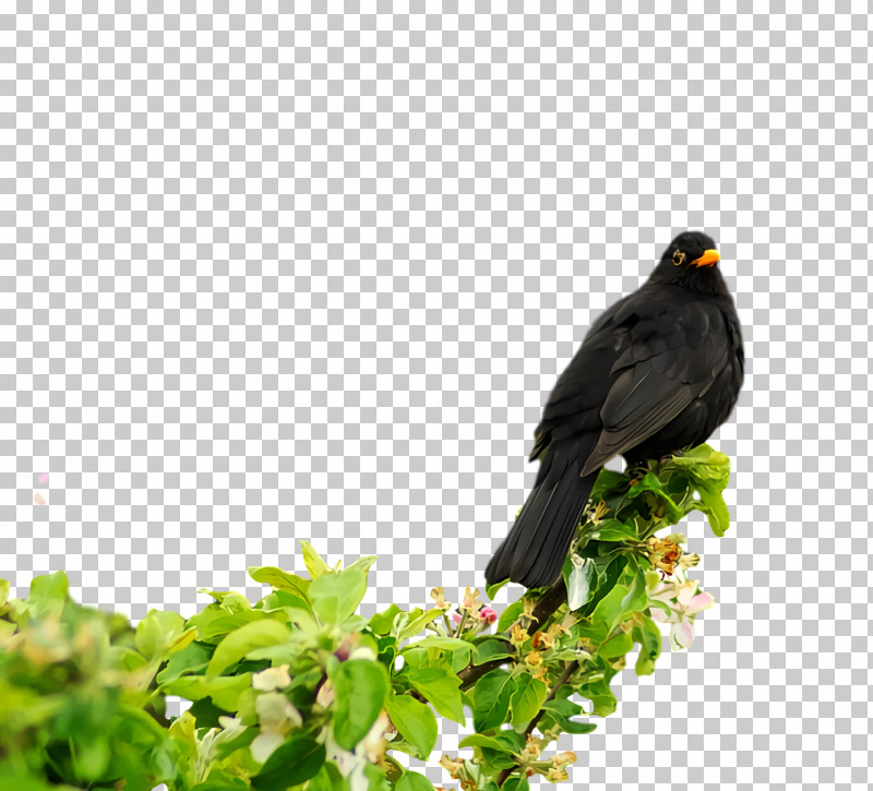 Common Myna Cuckoos Beak Myna Cuculiformes PNG, Clipart, Beak, Common Myna, Cuckoos, Cuculiformes, Myna Free PNG Download