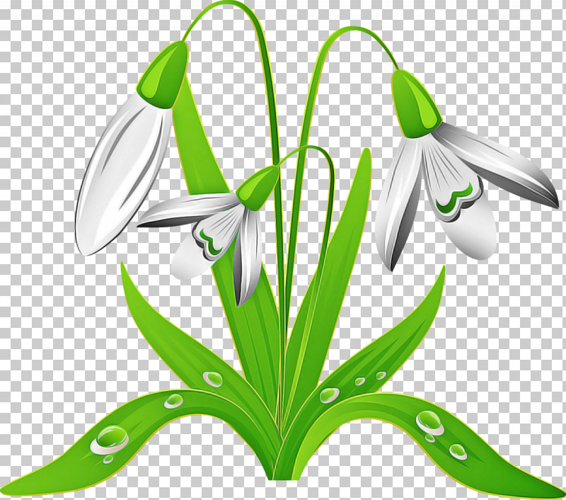 Flower Galanthus Snowdrop Plant Green PNG, Clipart, Amaryllis Family, Crinum, Flower, Galanthus, Green Free PNG Download