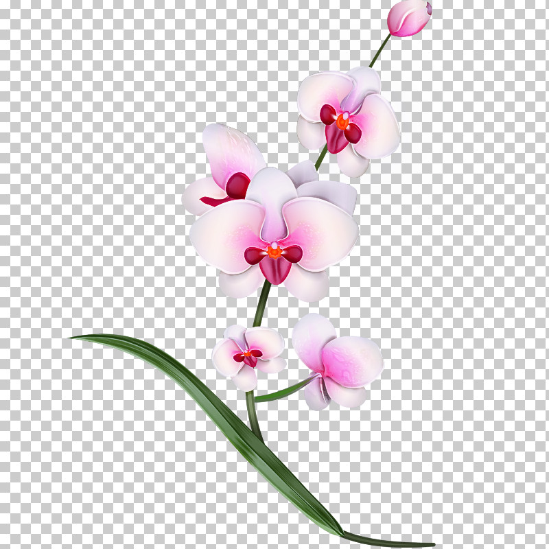 Flower Moth Orchid Plant Pink Moth Orchid PNG, Clipart, Flower, Moth Orchid, Orchid, Pedicel, Petal Free PNG Download